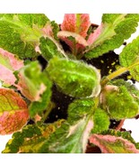 Episcia Picasso, 2 inch Rare Variegated Flame Violet Flowering gesneriad - £14.73 GBP