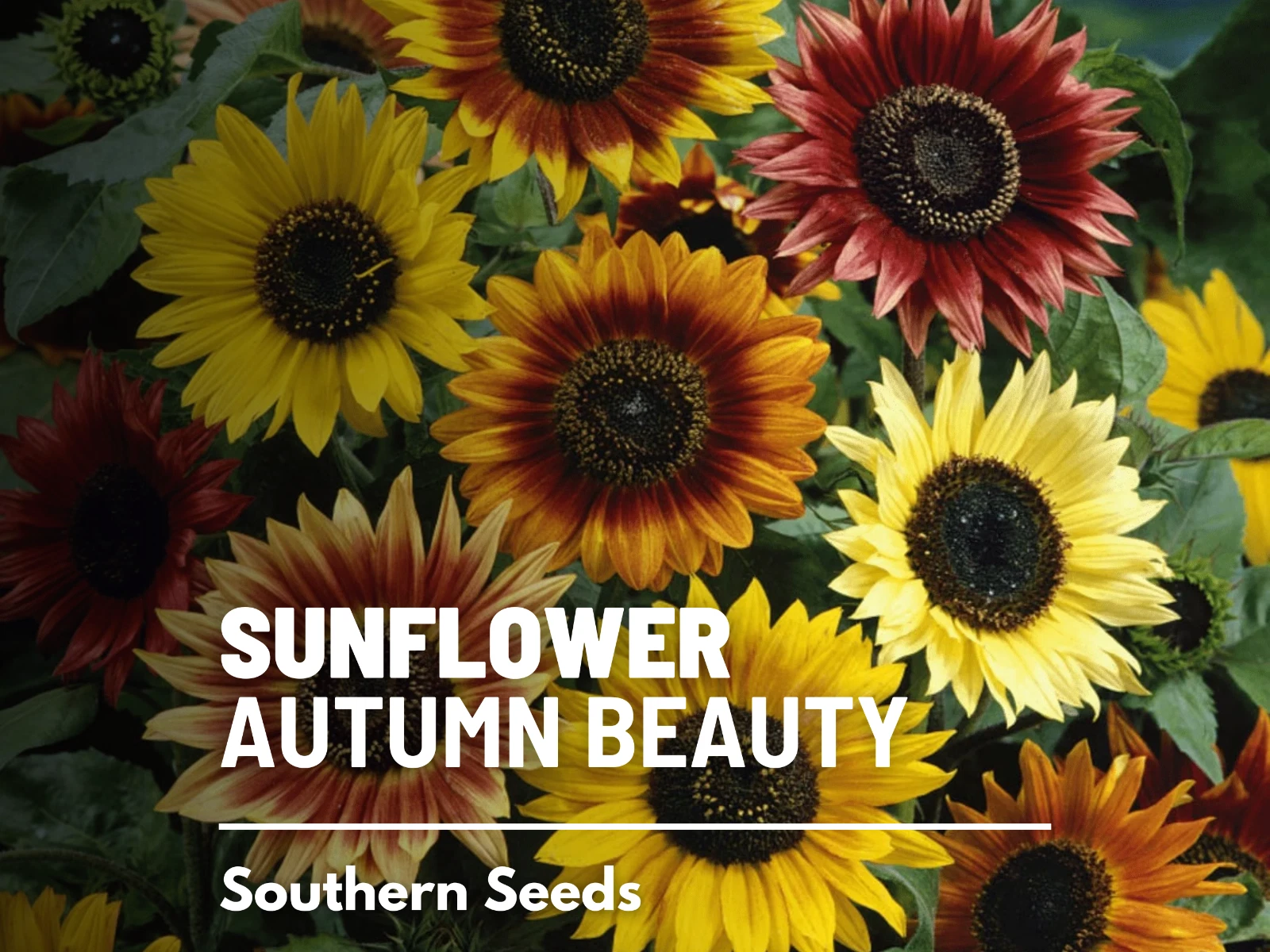 Sunflower, Autumn Beauty - 25 Seeds - Fall Colors - Medicinal/Culinary -... - $10.37