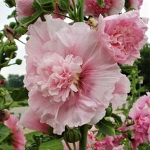 25 Carnival Pink Hollyhock Seeds Perennial Flower Flowers 836 Gardening Fresh US - £11.86 GBP