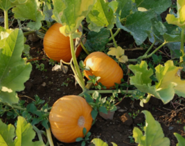 EASY TO GROW SEED - 7 Seeds Small Sugar Pumpkin - £3.18 GBP