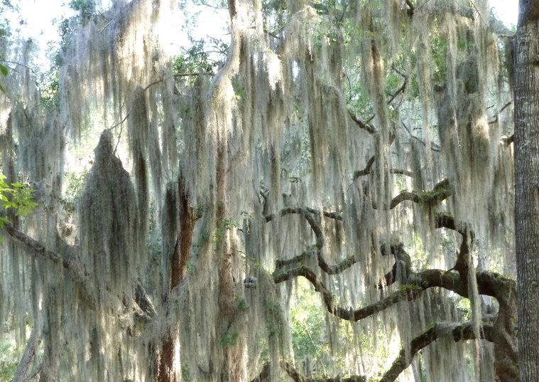 Fresh Live - Spanish Moss From Florida - Gallon Bag - $20.99