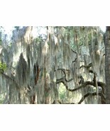 Fresh Live - Spanish Moss From Florida - Gallon Bag - €18,23 EUR