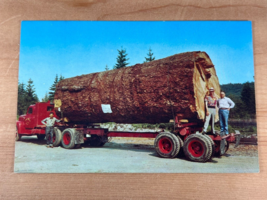 Vintage Postcard, Oregon Forestry, Giant Douglas Fir Log, Logging Truck,... - $4.75