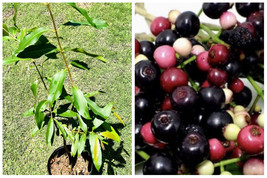 Black Java Plum (syzygium cumini) live fruit tree 3’-4’ Tall - £113.50 GBP