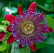 Passion Flower Giant Quadrangularis  10 Seeds  Fragrant  Passiflora From US - £6.55 GBP