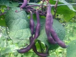 20 Purple Pole Beans .Snap beans Seeds,  Purple Magic Beans , Non-GMO, - $5.00