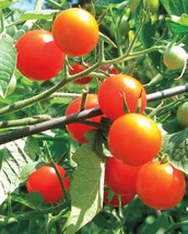 ENIL 50 Seeds Sugar Snack Tomato Hybrid Vegetable Garden Planting Tomatoe - £3.35 GBP