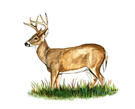 White Tail Tailed Whitetail Deer Buck Hunting Vinyl Decal Sticker Camp Art Gift - £5.49 GBP+