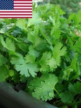 200 Cilantro Seeds- Organic- Coriander- Herb- 200 Seeds Garden Usa Shipping - $10.58