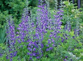 50 Blue Wild False Indigo Seeds Perennial Native Wildflower Nitrogen-Fixing Easy - £14.46 GBP