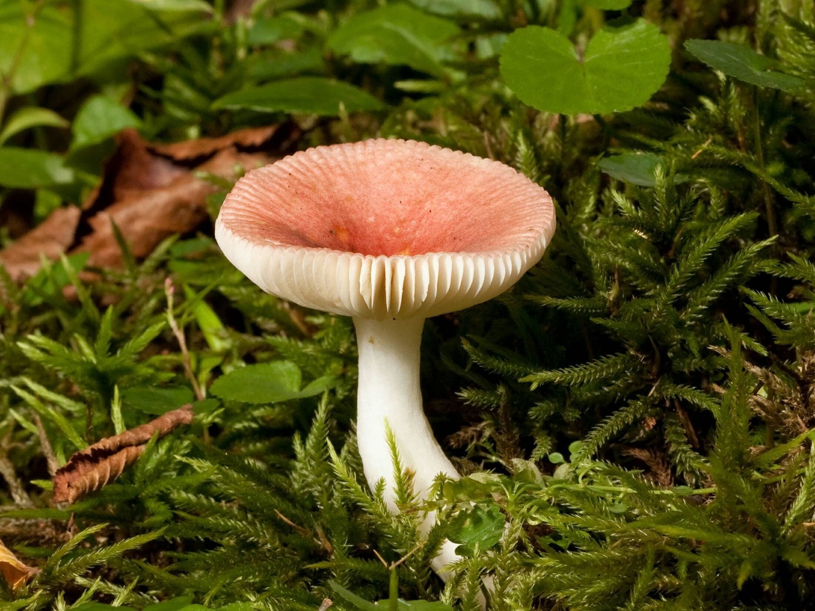 ornamental Mushrooms mix seeds-code 524 Item image 3