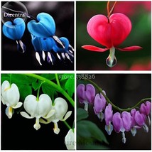 PWO Fresh Lamprocapnos Spectabilis Mixed Bleeding Heart Perennial Herbs Flower,  - $1.72