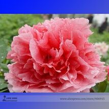 Shan Hutai Rose Red Peony Tree Flower Seeds 5 Seeds - $7.99