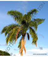 SML Syagrus Romanzoffiana Queen Tree Exotic Tropical Palms Seed 5 Seeds ... - $329.40 MXN