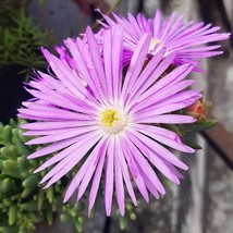 New Fresh Seeds Pink Ice Plant Seeds Organic Dorotheanthus Bellidiformis Seeds P - $7.98