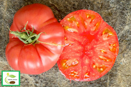 HSeeds 50 Seeds Boondocks Tomato Juicy Tomatoe Vegetable Garden Edible Food - $5.21