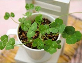 Goodidea 200PCS Four Leaf Clover Seeds - Green Colors - $7.41