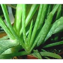 Plant Food For Aloe Vera Houseplant All Natural Food Fertilizer Plant Fo... - £4.59 GBP