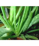 Plant Food For Aloe Vera Houseplant All Natural Food Fertilizer Plant Fo... - £4.51 GBP