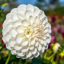 25 Boom Boom White Dahlia Seeds Flower Perennial Flowers Seeds Flowering... - €7,68 EUR