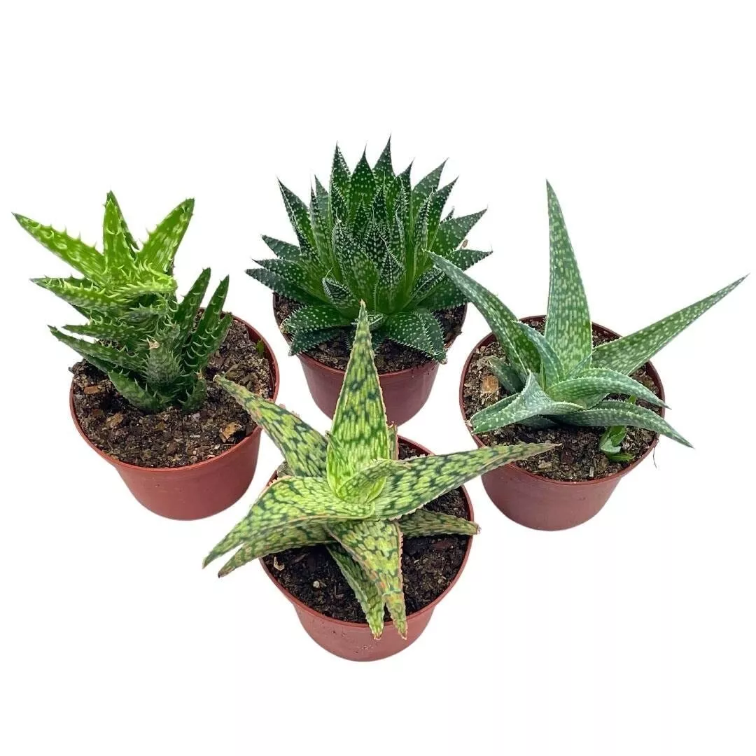 Aloe Variety Assortment 3 in pots 4 Different Aloe Succulents - £37.15 GBP