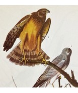 Marsh Hawk Bird Print 1946 Color Art John James Audubon Nature DWV2E - $39.99