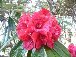 Rhododendron Arboreum Rhododendron Fresh Seeds - £14.83 GBP