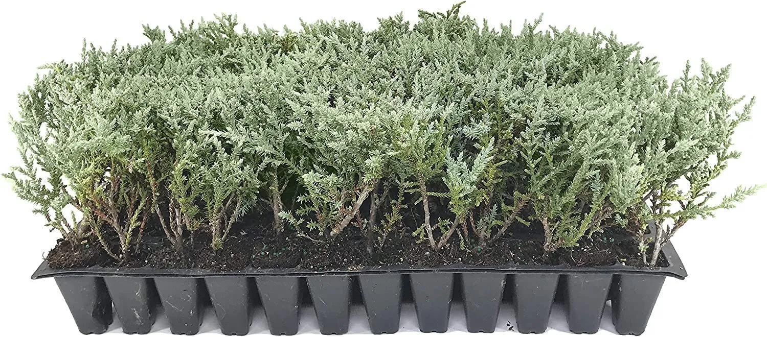 Juniper Angelica Blue Live Plants Juniperus Chinensis Drought Tolerant - £31.39 GBP