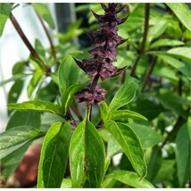 Licorice Basil Herb Seeds Thai Basil Fresh Fast Shipping - $3.78