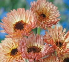 40 Seeds Calendula Sunset Buff Pot Marigold Flower - $8.55