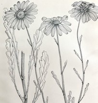 White Daisy Flower Drawing Victorian 1887 Art Print Agriculture DWT9C - £19.66 GBP