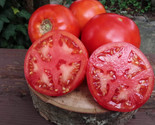 50 Wisconsin 55 Tomato Seeds Heirloom Fast Shipping - £7.20 GBP