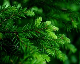 Picea Orientalis (Oriental Spruce) 10 seeds - £1.58 GBP