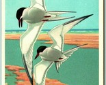 Male Female Common Tern Birds UNP 1939 National Wildlife Publishing Post... - $9.85