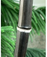 Black Bamboo Plant - Phyllostachys Nigra - 1 GALLON SIZE - Cold Hardy  t - $79.00