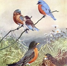Eastern Bluebird And Robin 1955 Plate Print Birds Of America Nature Art ... - £23.78 GBP