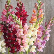 New Fresh USA Seller 100 Rocket Mixed Color Snapdragon Flower Seeds - £10.78 GBP