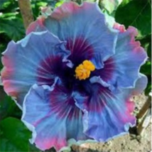 20 SEEDS Purple Blue HIBISCUS flower exotic garden/house plant Beautiful... - £15.97 GBP