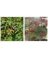 Quart Pot - Pondberry/Southern Spicebush Shrub - 10-14&quot; Tall Live Plant - £66.85 GBP