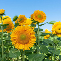 Fresh Sunflower Pro Cut Gold Sunflower 12 Seeds - £6.64 GBP