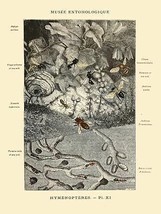 Decoration Poster.Home wall art.Room design.French Bug Science illustration.9132 - £12.94 GBP+