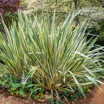 10 Variegated New Zealand Flax Phormium Tenax Variegatum Ornamental Grass Flower - $14.90