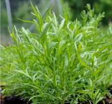 Easy To Grow Seed - 1400 Seeds Russian Tarragon Herb - £3.16 GBP