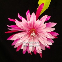 Epiphyllum Seeds (&#39;Venetian Affair&#39; X &#39;Castle Carnival&#39;) Orchid Cactus Seeds - $18.65