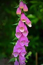 50 Glowing Pink Foxglove Digitalis Seeds Perennial Flower Deer Resistant - £14.13 GBP