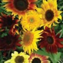 25+ Sunflower Seeds, All Sorts Mix, Non-GMO Mixture |Flower seeds,  USA - £8.04 GBP