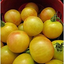 Bi-Color Cherry Tomato Seeds Gardening Easy Grow Usa Shipping - $5.60