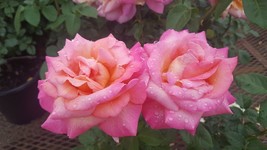 Broadway Rose 2 Gal Golden Yellow Pink Live Bush Plants Hybrid Tea Plant... - $43.60