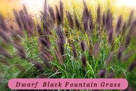 Easy Grow 100 Dwarf Black Fountain Grass Seeds Organic Usa Seeds - $57.35 MXN