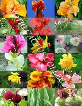 CANNA LILY MIX, exotic tropical flowering pond ginger lilies bulbs seed 10 SEEDS - £7.18 GBP